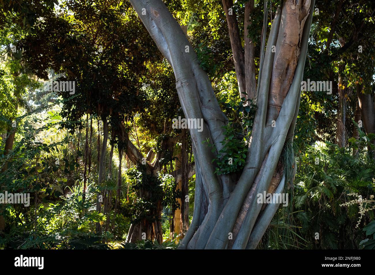 jungle nature,dense tropical forest Stock Photo