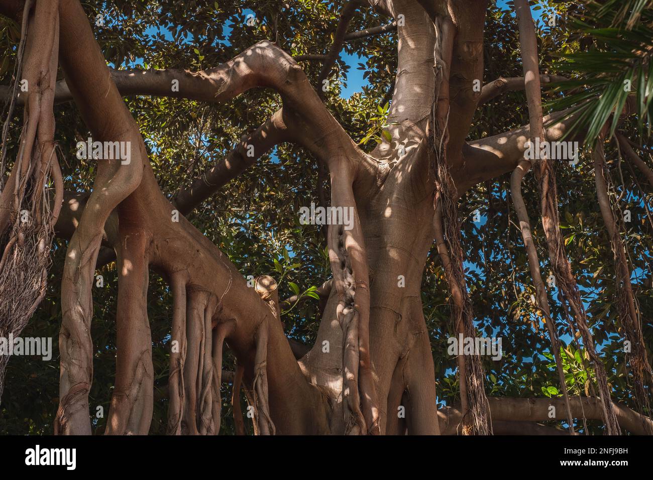 ficus tree trunk, air roots in tropical forest Stock Photo