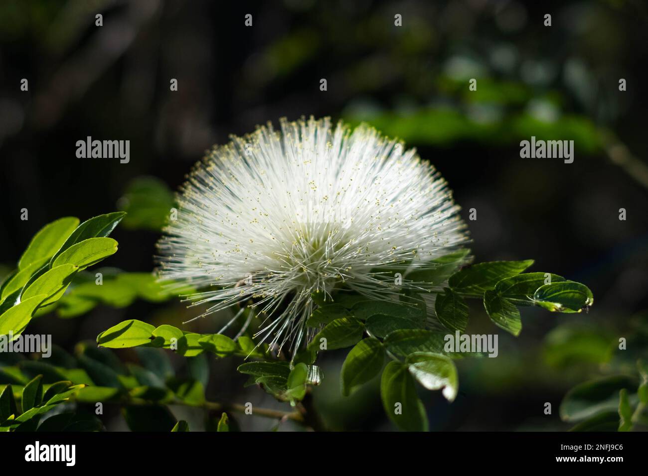 Powderpuff flower hi-res stock photography and images - Alamy