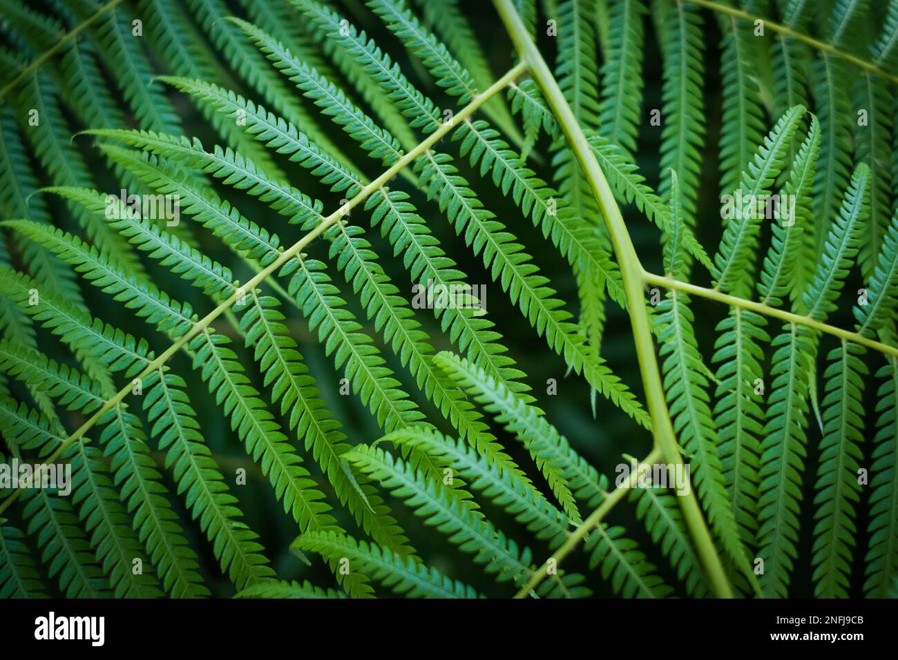 closeup of leavef from Mexican tree fern Stock Photo