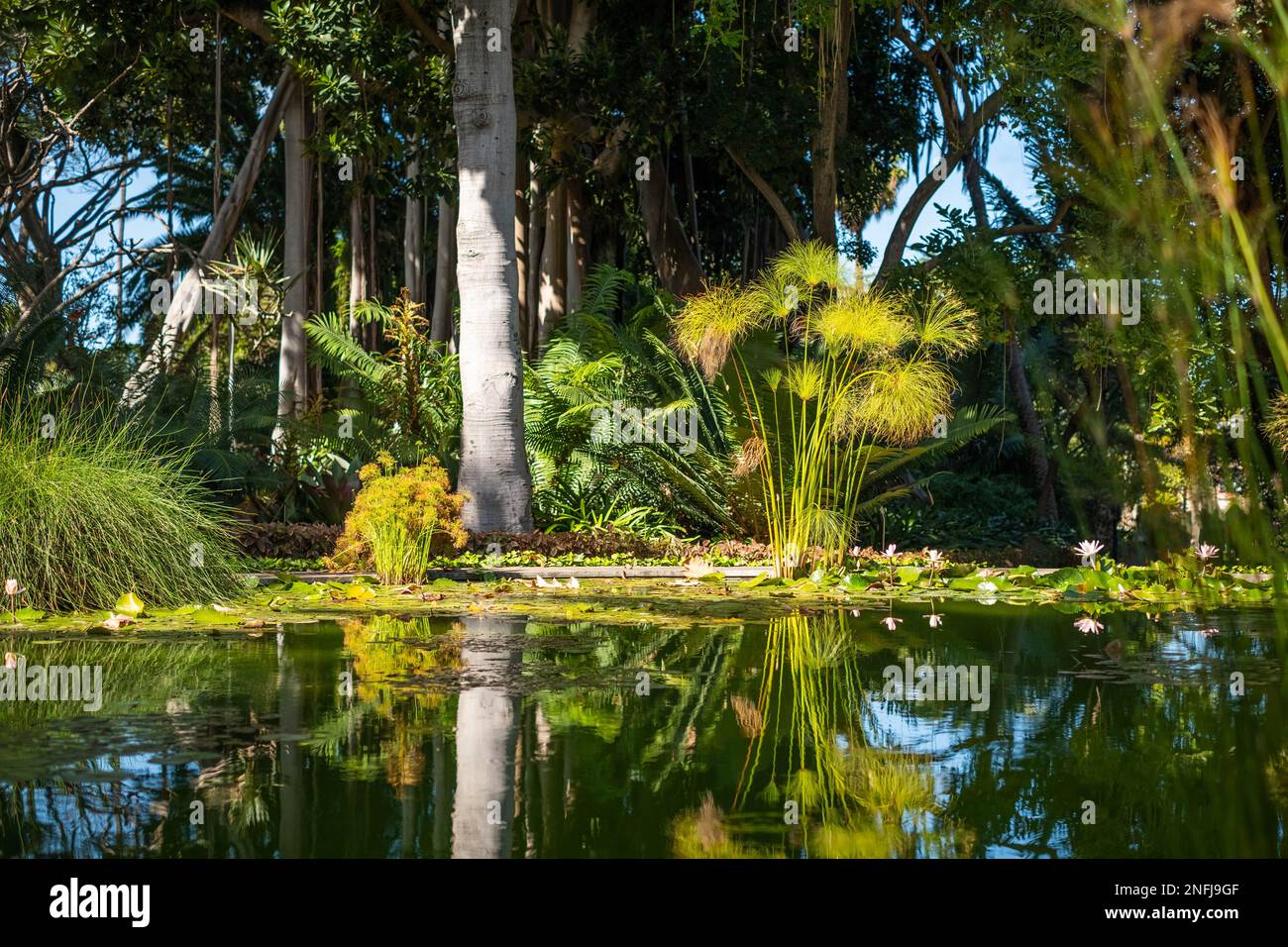 pond in tropical forest, tropic nature Stock Photo