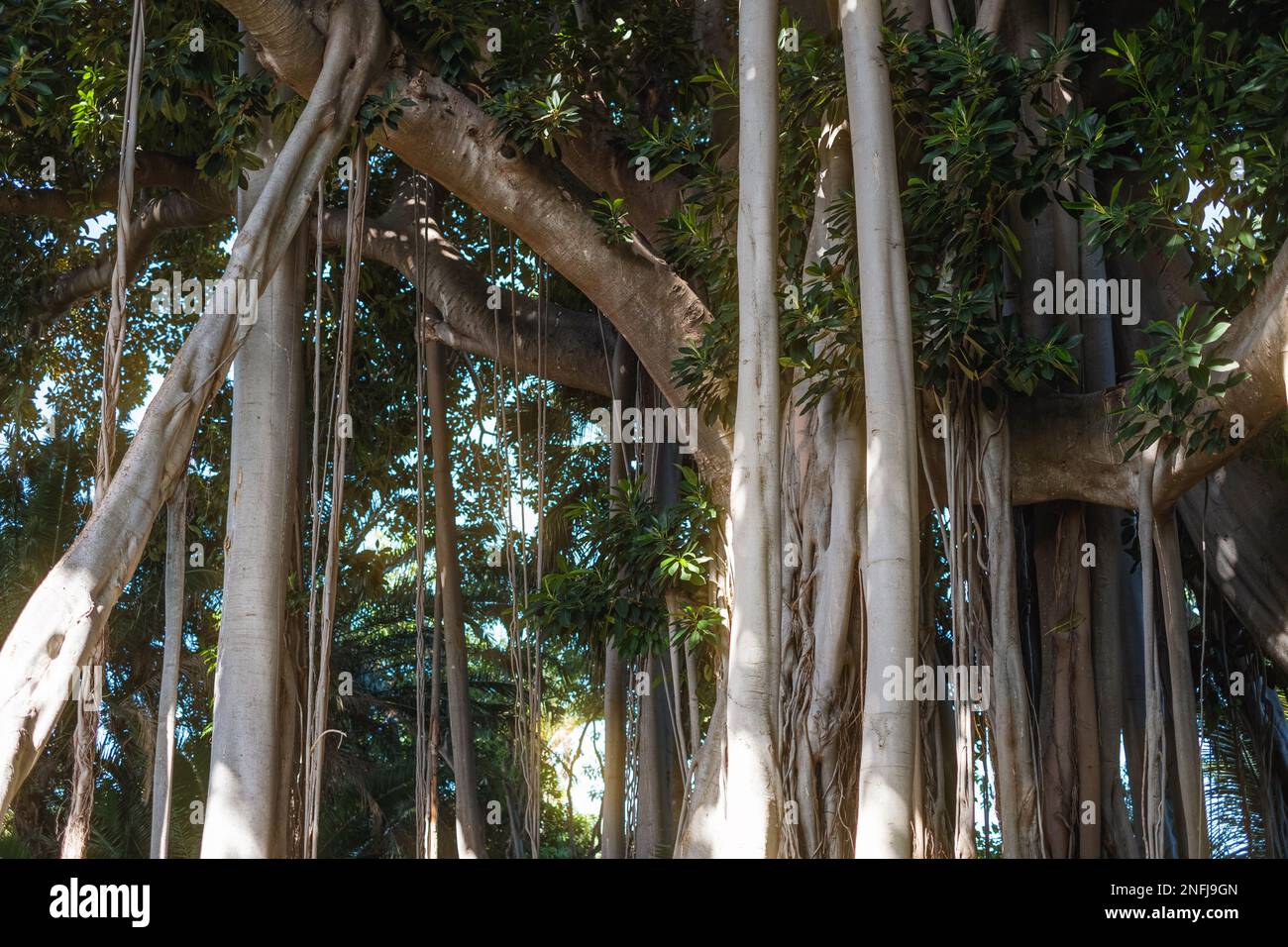big Ficus Macrophylla tree in tropical forest Stock Photo