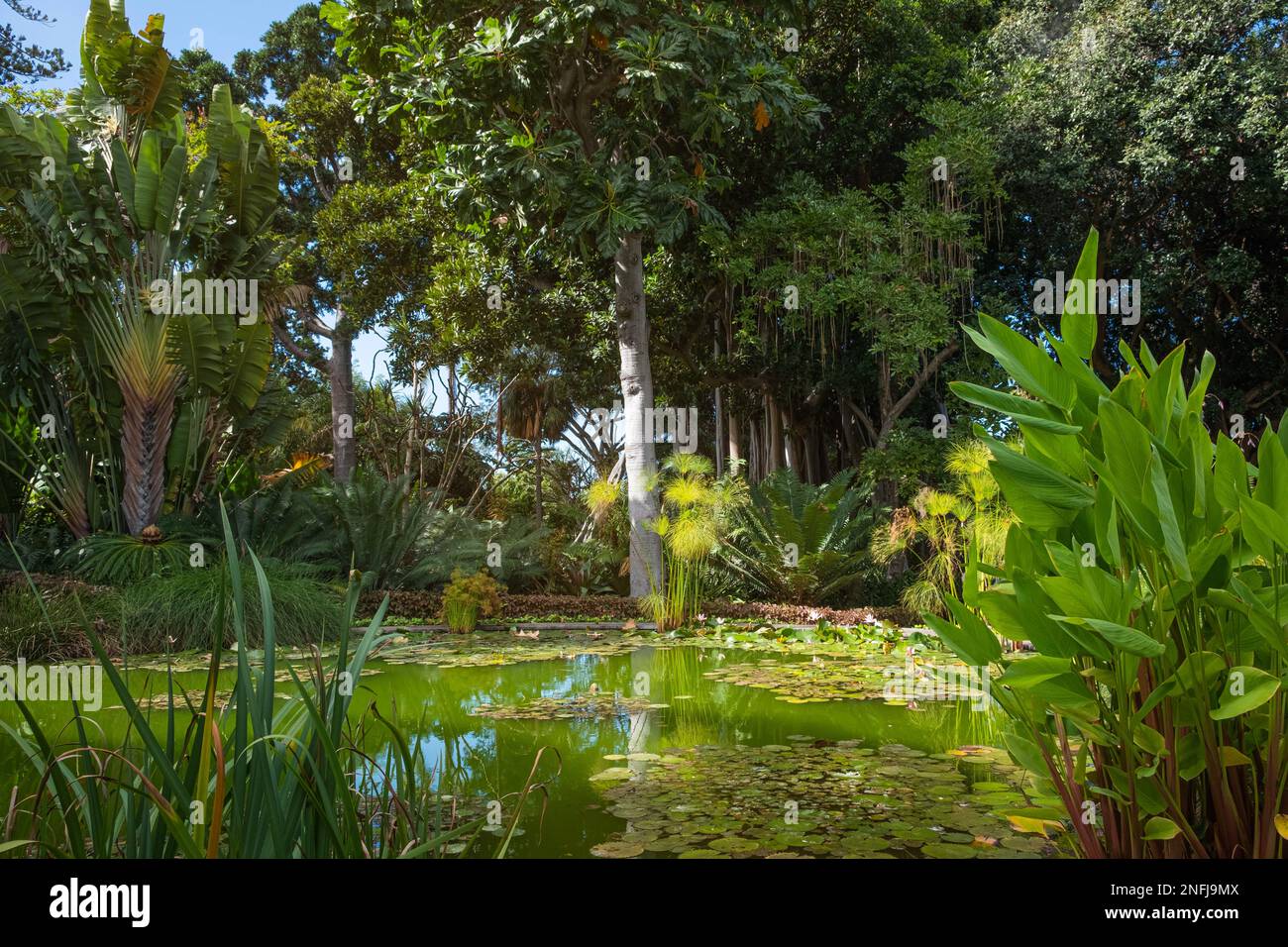 pond in tropical forest, Botanical Garden in Tenerife Stock Photo