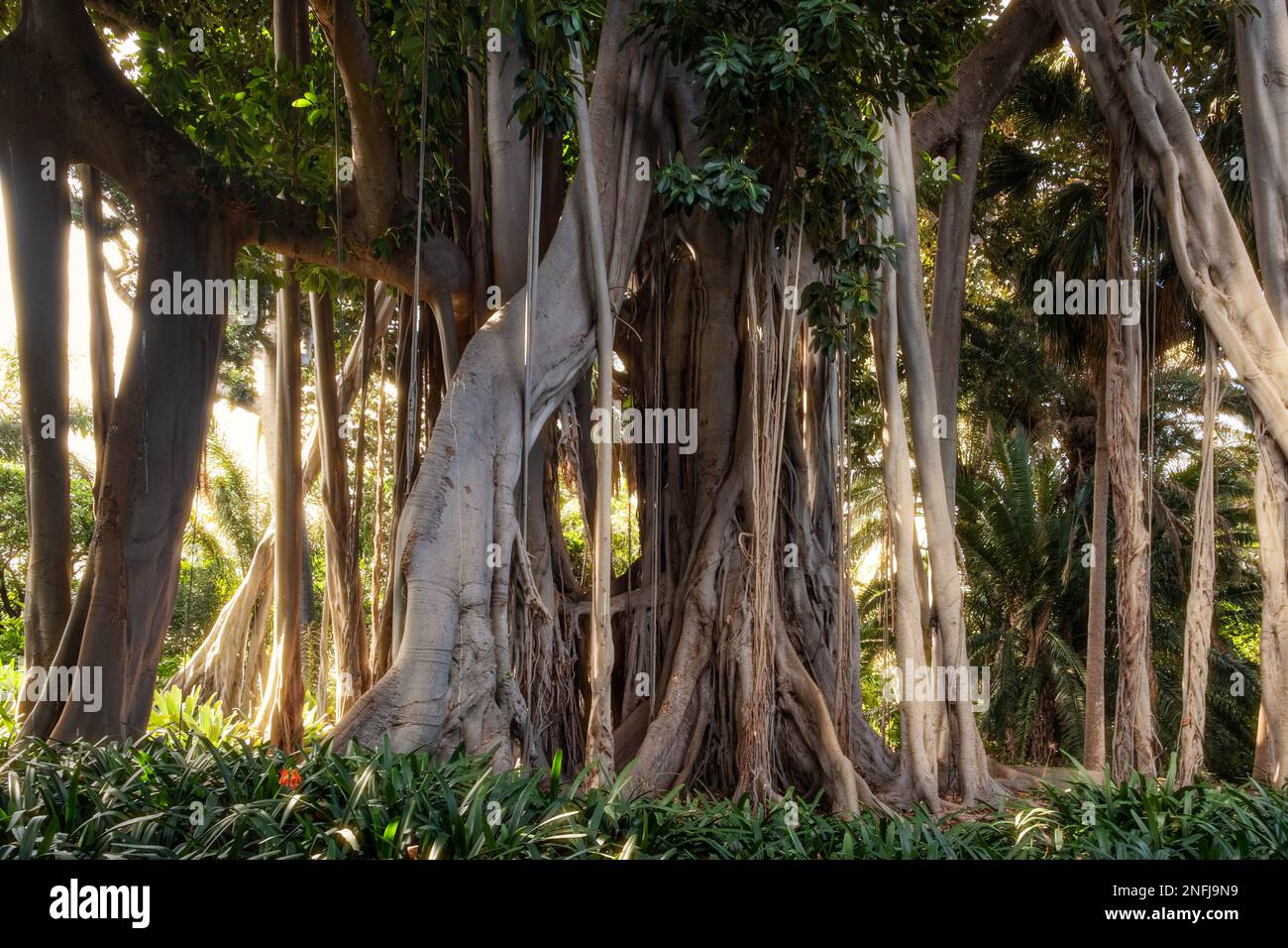 big Ficus Macrophylla tree in tropical forest Stock Photo