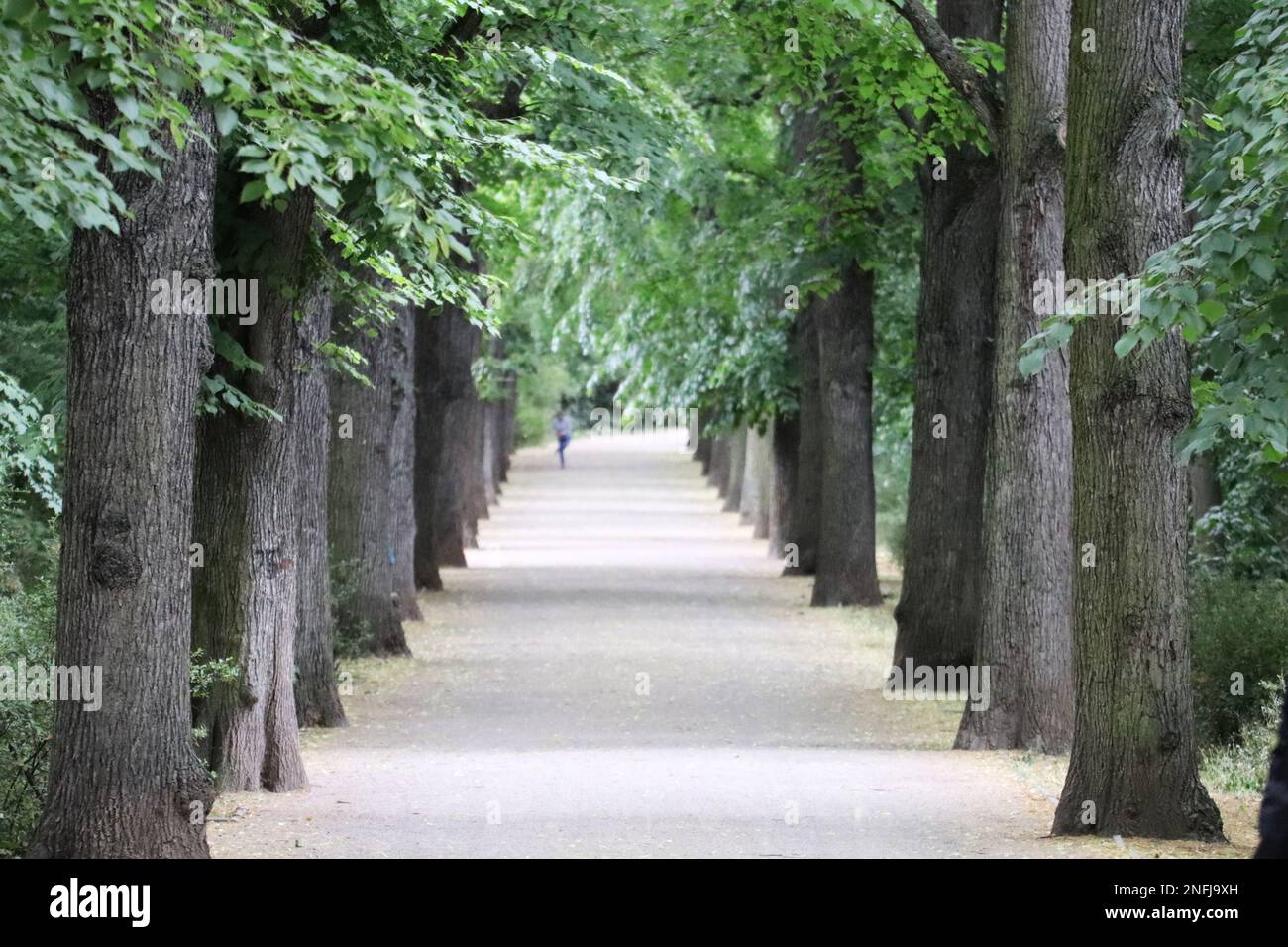 A scenic shot of parallel trees in a row and a person walking in the ...