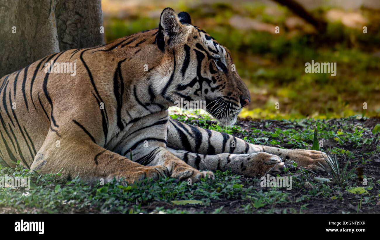 A closeup shot of a Bengal tiger enjoying the shade on a warm afternoon Stock Photo