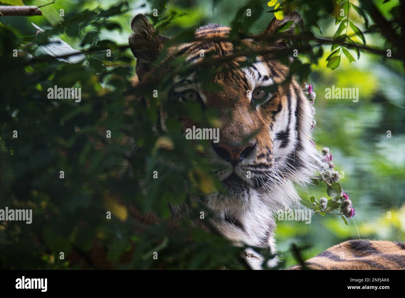 A scenic shot of a Bengal tiger lying on the ground and looking through the green plants Stock Photo