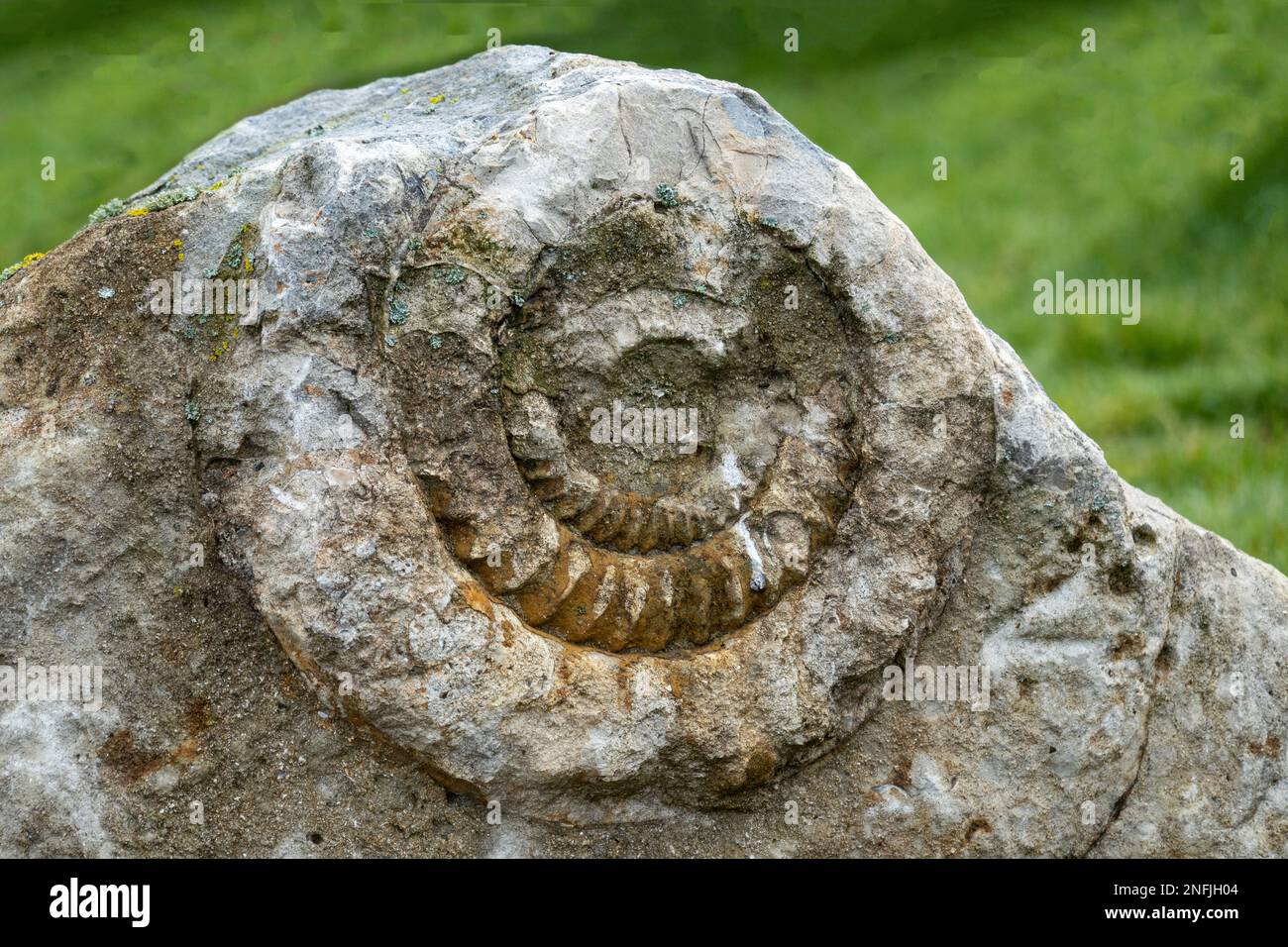 Ammonite nautilus fossil embedded in a rock Stock Photo Alamy