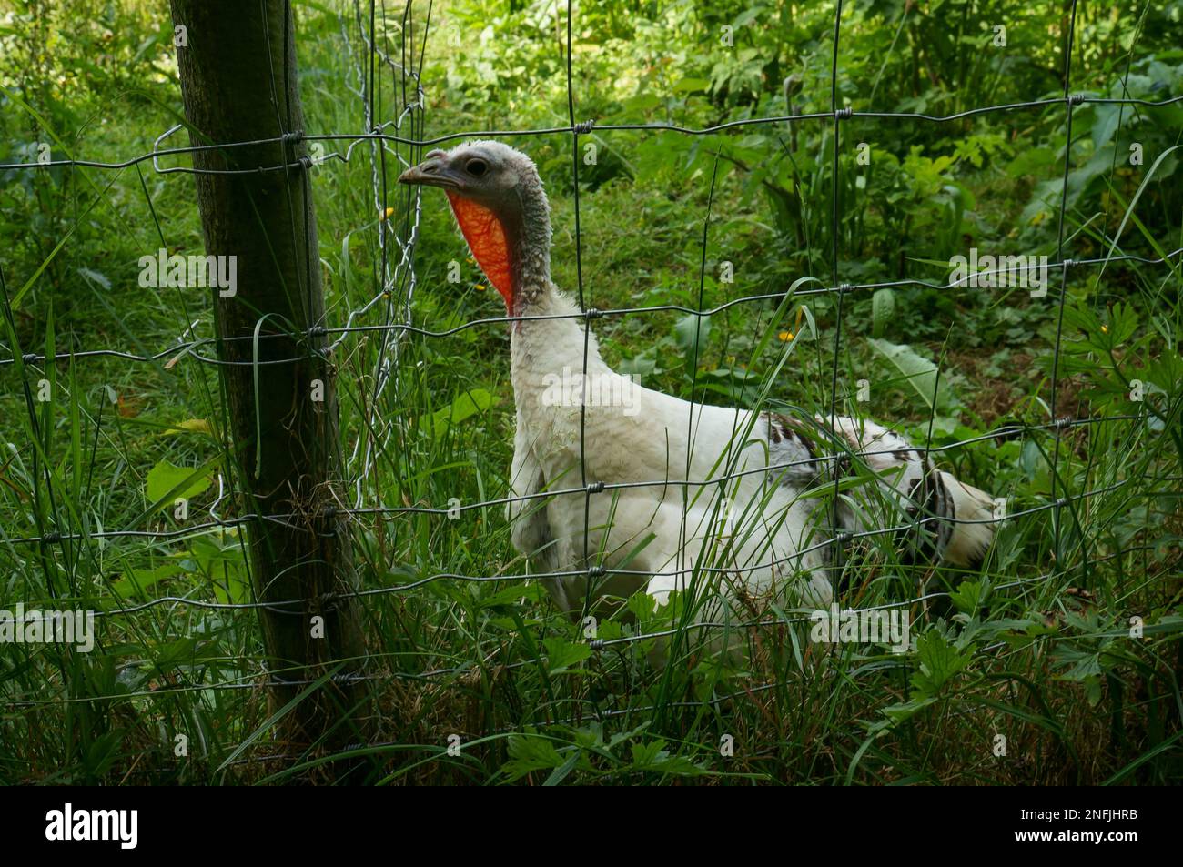 Turkey on a French country farm Stock Photo Alamy