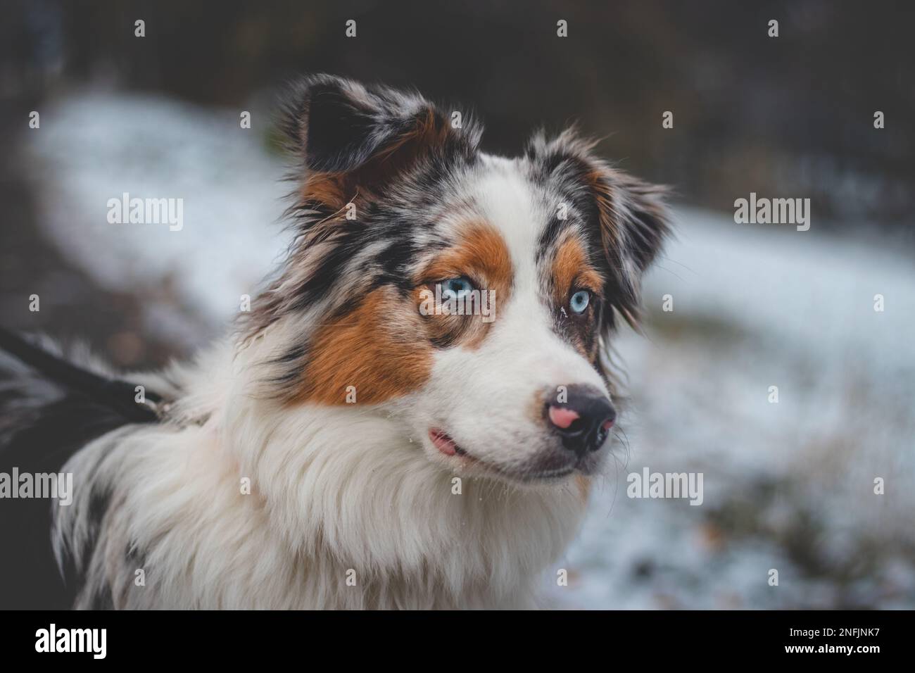 Close-up of the spotted head of the young queen of the Australian Shepherd breed. Funny and waiting attitude for your pet. Piercing blue eyes. Stock Photo