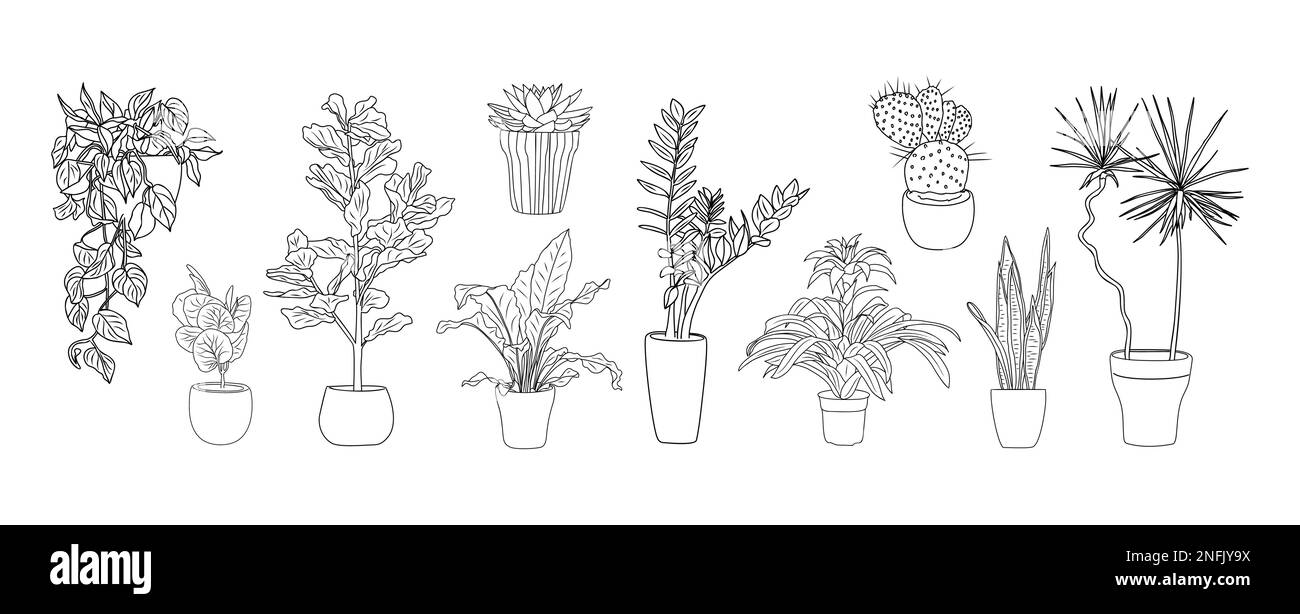 Set of Houseplants outline drawing Vector isolated Stock Vector Image ...