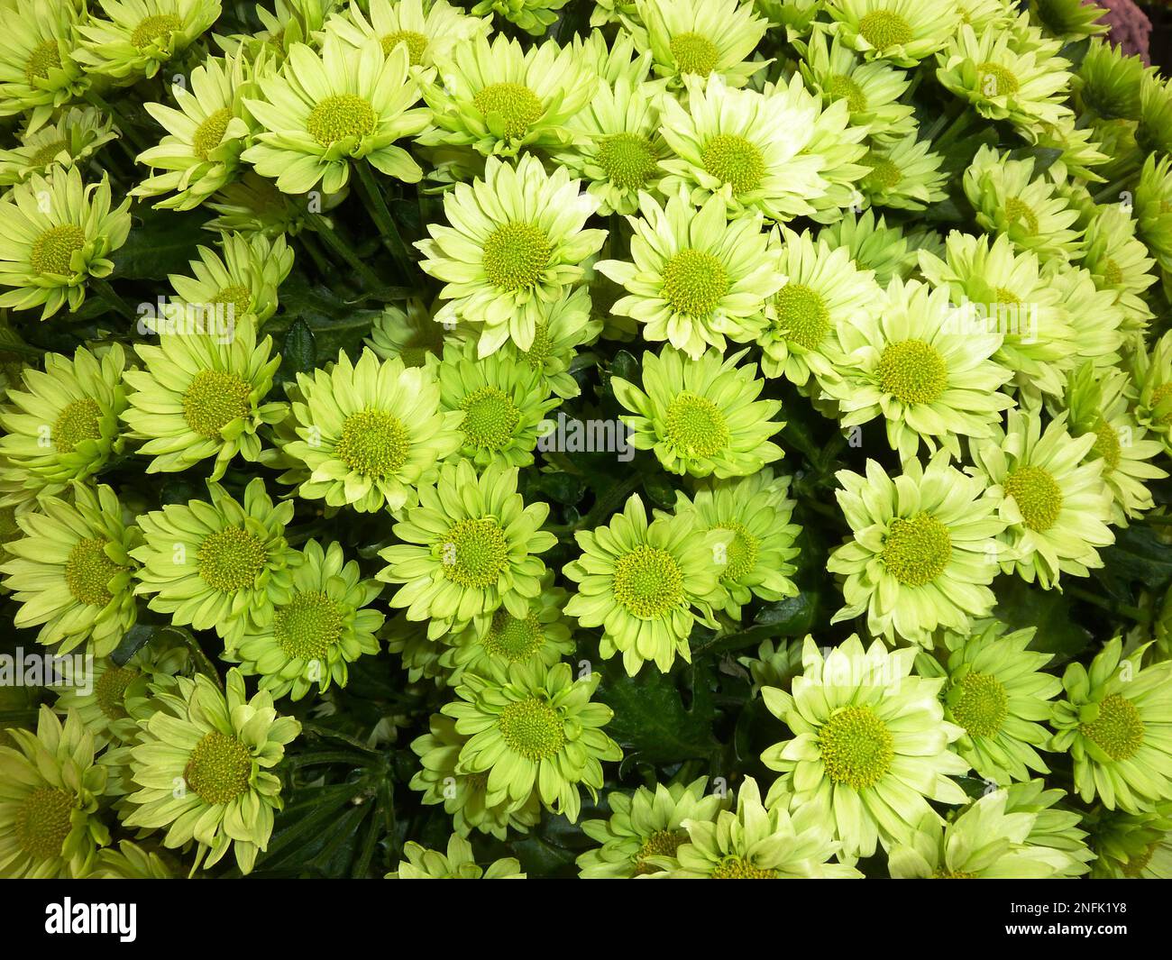 flowering plants of the genus Chrysanthemum at BBC gardens, Birmingham