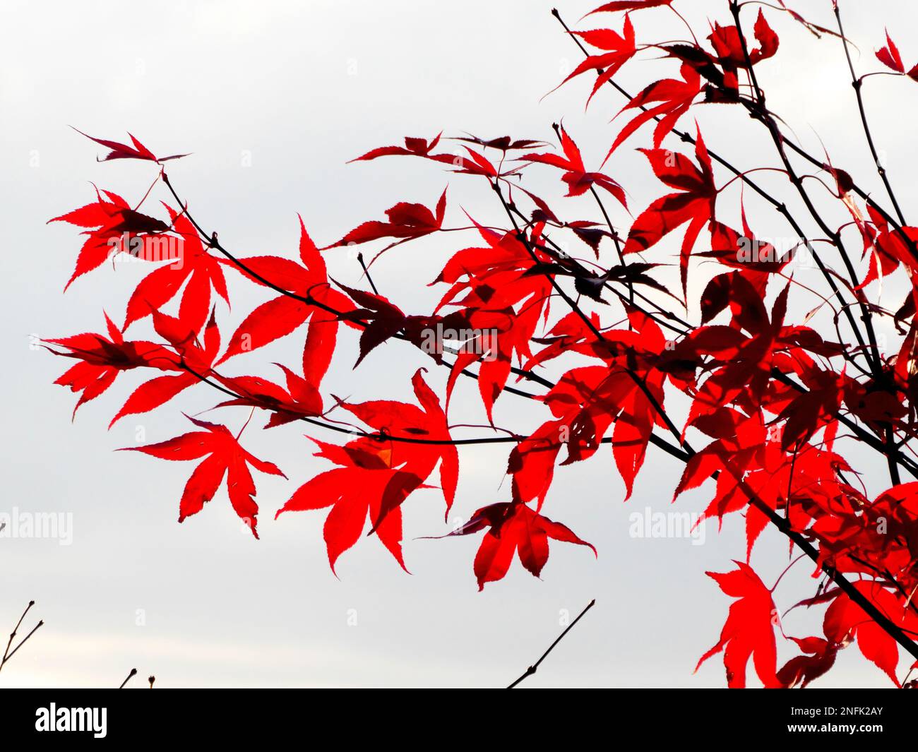 Red autum leaves hi-res stock photography and images - Alamy