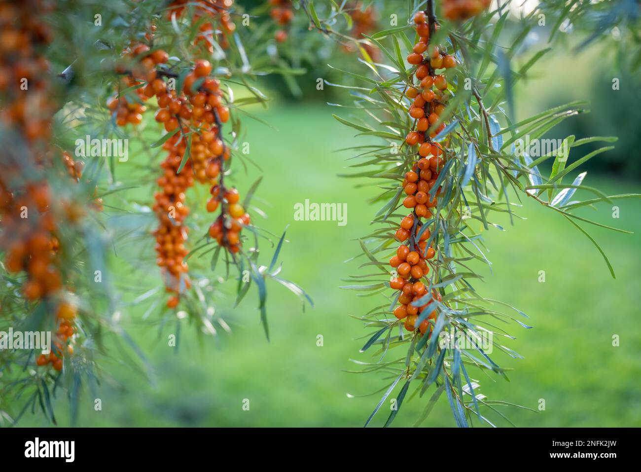 Sea buckthorn berries, sometimes referred to as lemon of the North, are a small, orange berry. Stock Photo
