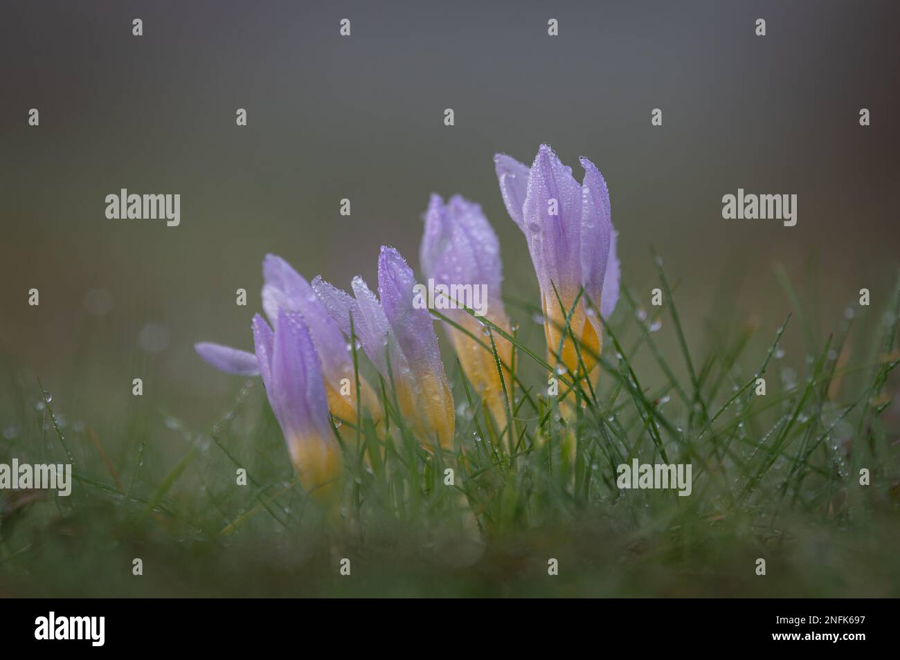 Crocuses (croci) in a morning dew. Stock Photo