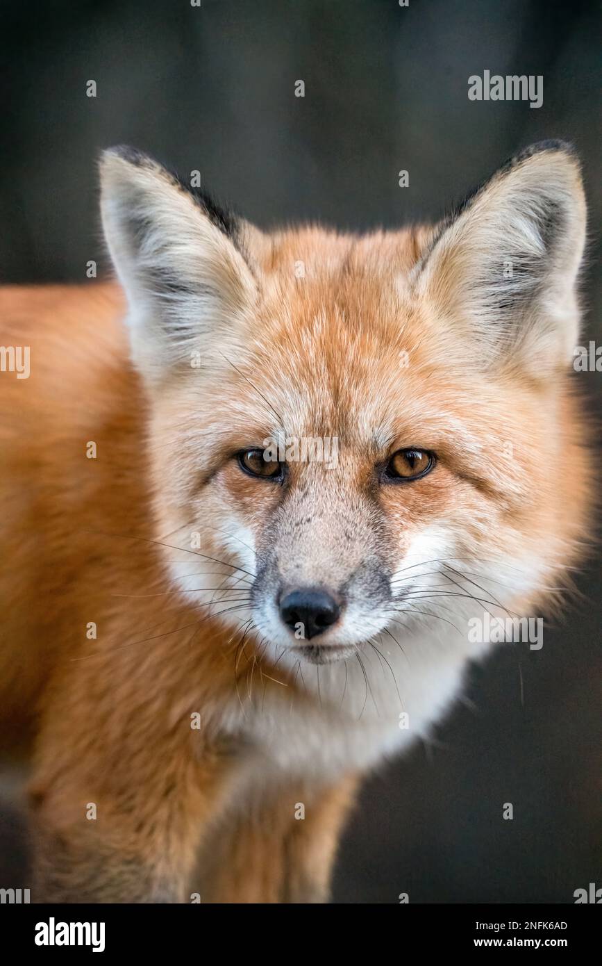 Wild Red Fox in Northern Canada Saskatchewan Stock Photo Alamy