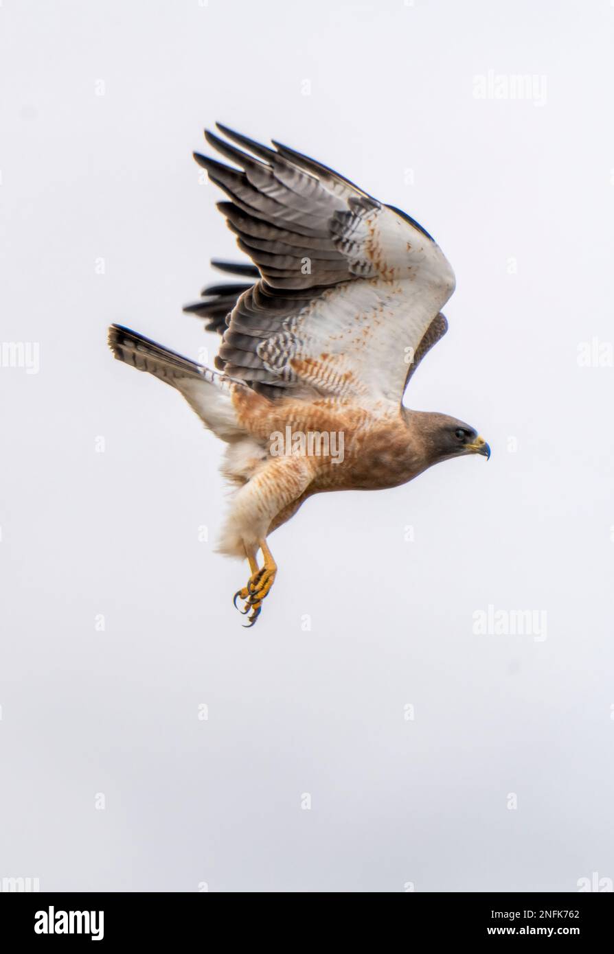 Swainsons hawk perched hi-res stock photography and images - Alamy