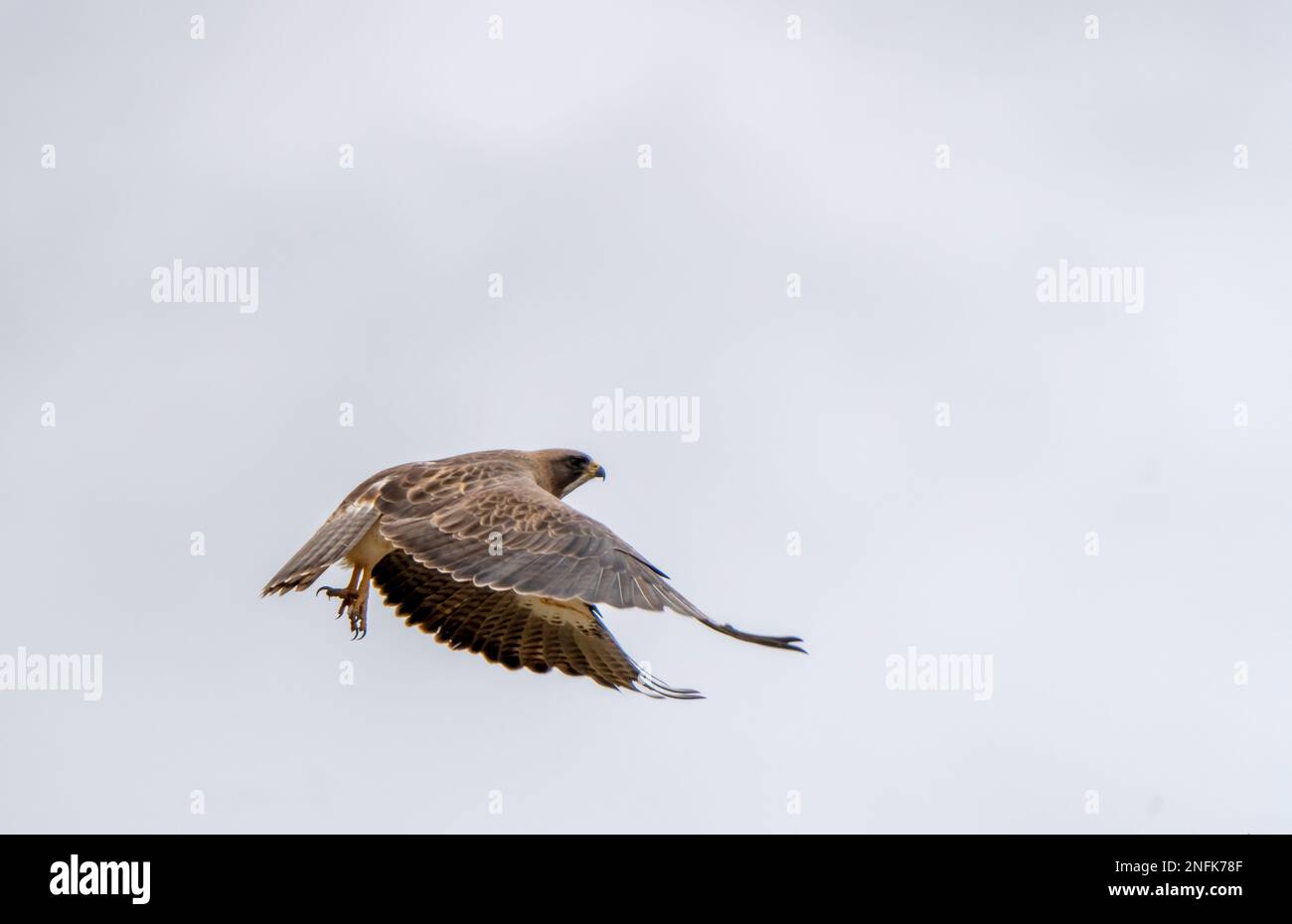 Swainson’s hawk nest hi-res stock photography and images - Alamy