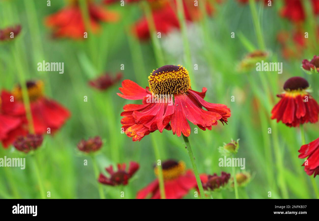 Red Helenium Flowers close up Stock Photo