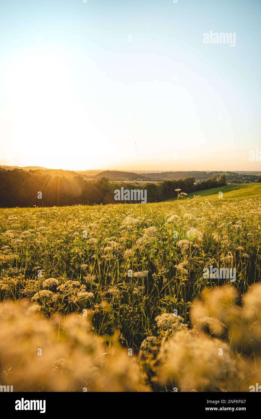 Blooming field of yellow flowers at sunset in the east of the Czech Republic. A peaceful place for relaxation. A touch of nature and warm sun. Stock Photo