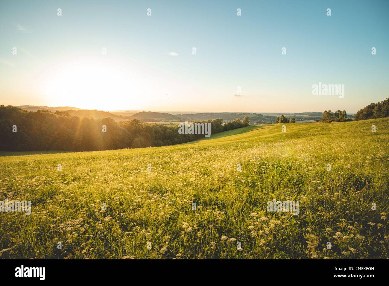 Blooming field of yellow flowers at sunset in the east of the Czech Republic. A peaceful place for relaxation. A touch of nature and warm sun. Stock Photo