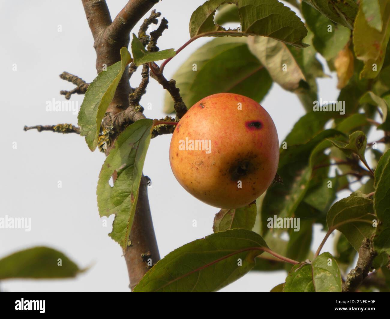 Mature apple tree hi-res stock photography and images - Alamy