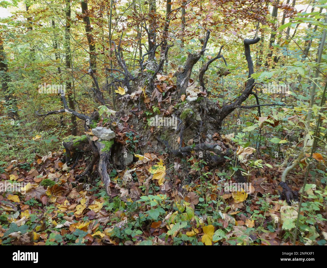 Scenic view of tree root standing upside down in autumn forest Stock Photo