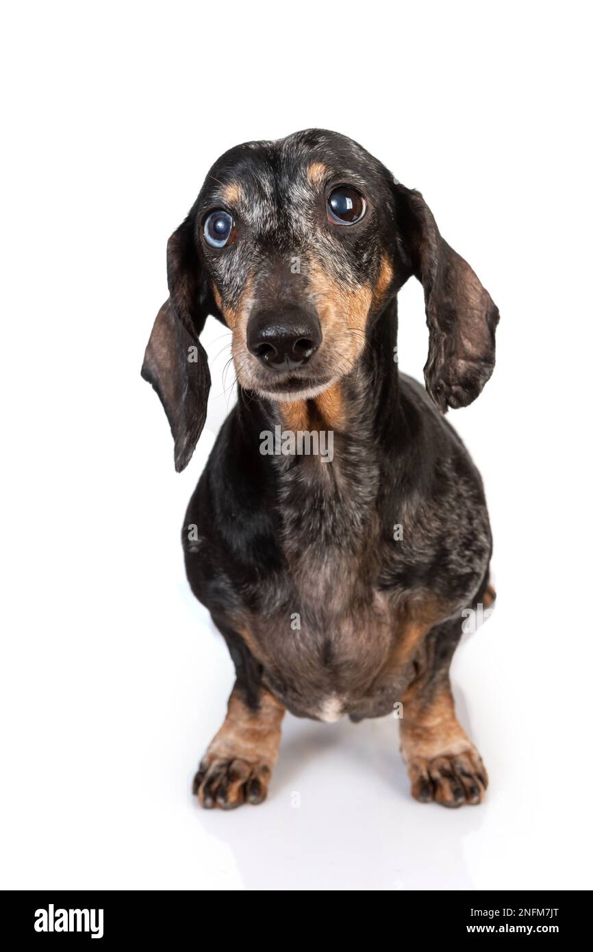 Portrait of an old sad gray-haired dachshund dog, with eyes of different colors, full-length isolated on a white background Stock Photo
