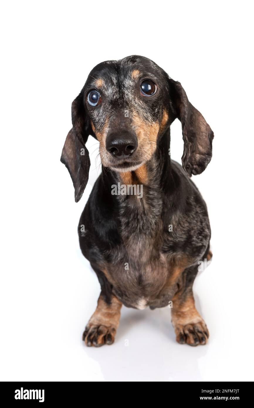 Portrait of an old gray haired dachshund dog with eyes of