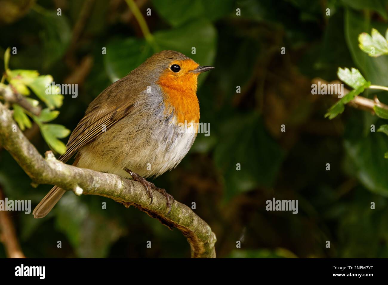 Robin Redbrest (Erithacus rubecula) perched on branch Stock Photo