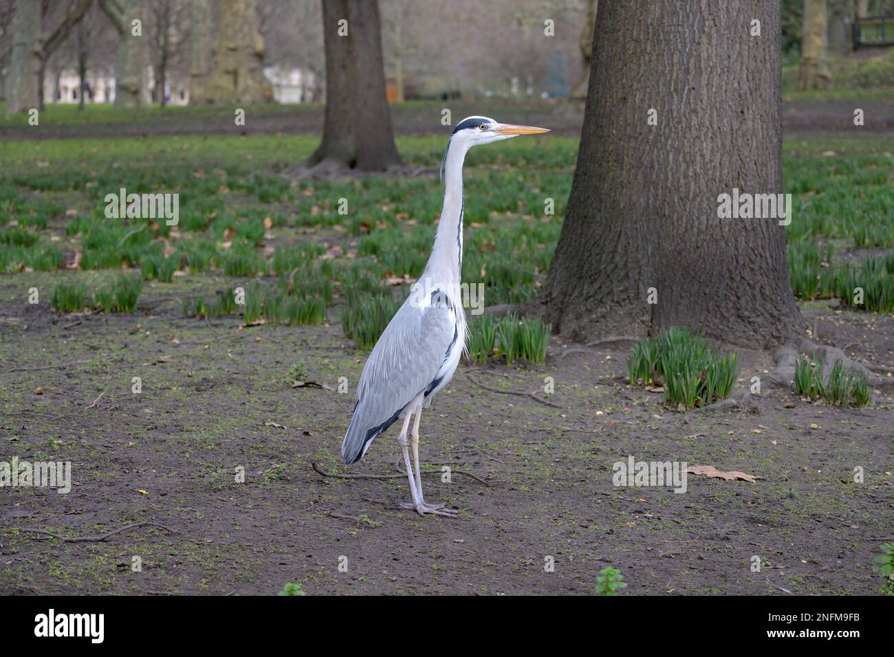 Grey Heron Ardea Cinerea In St James s Park Central London UK grey-heron-ardea-cinerea-in-st-james-s-park-central-london-uk