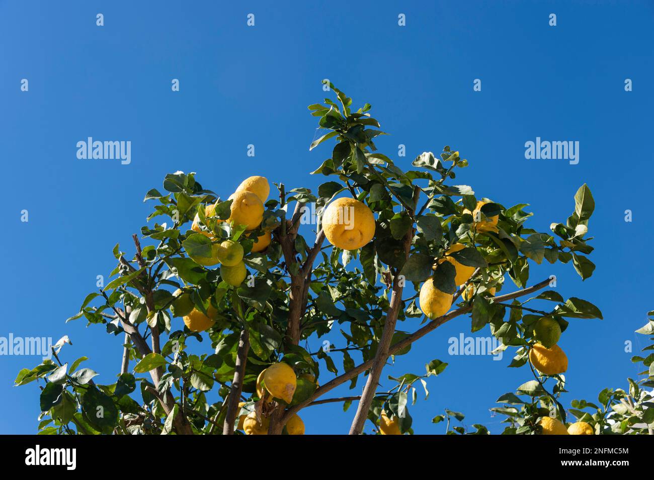 Lemon tree against a blue sky in the Algarve, Portugal Stock Photo