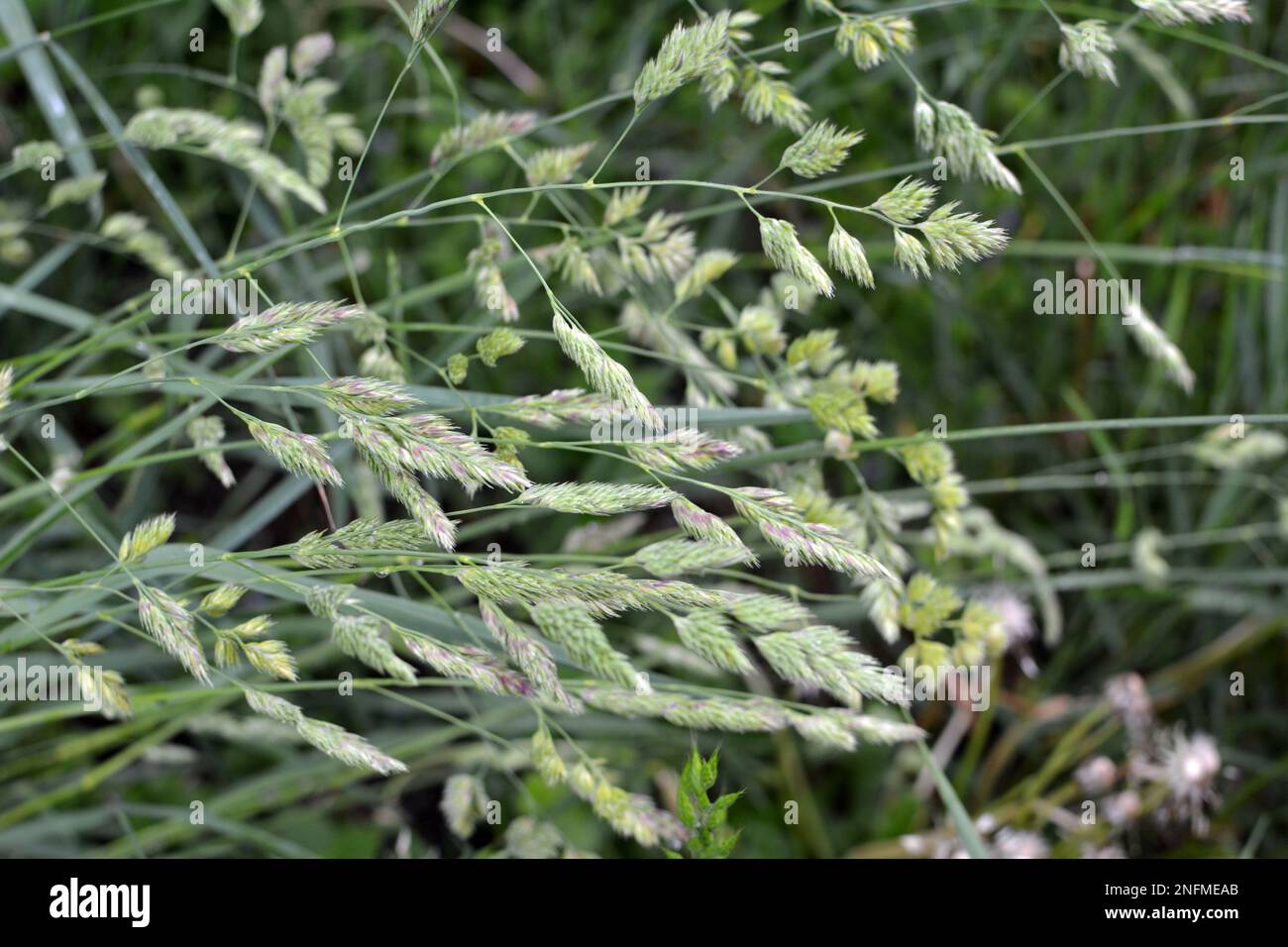 Valuable forage grass Dactylis glomerata grows in nature Stock Photo