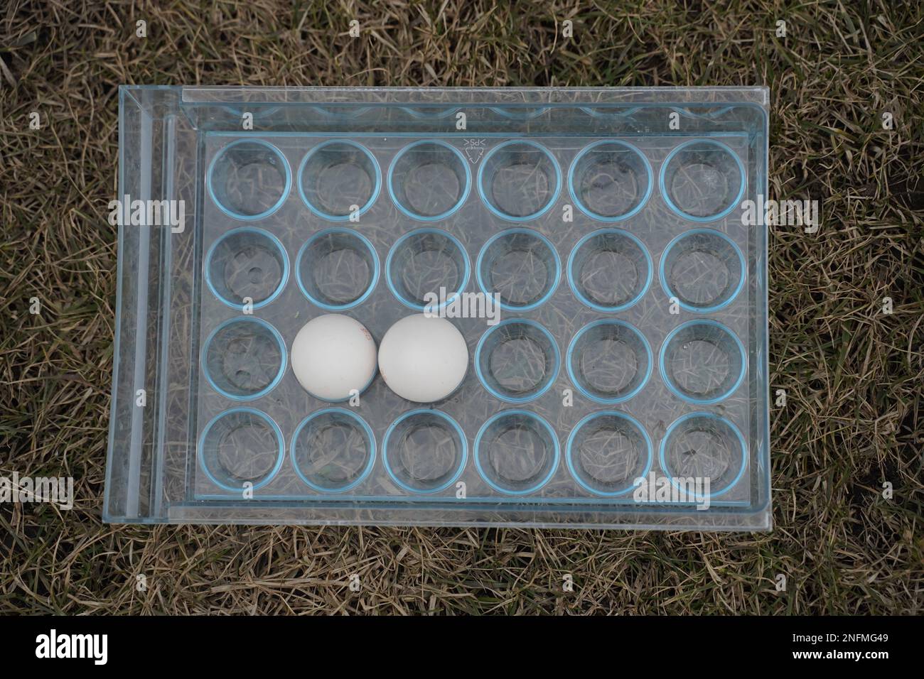 Two eggs in tray hi-res stock photography and images - Alamy