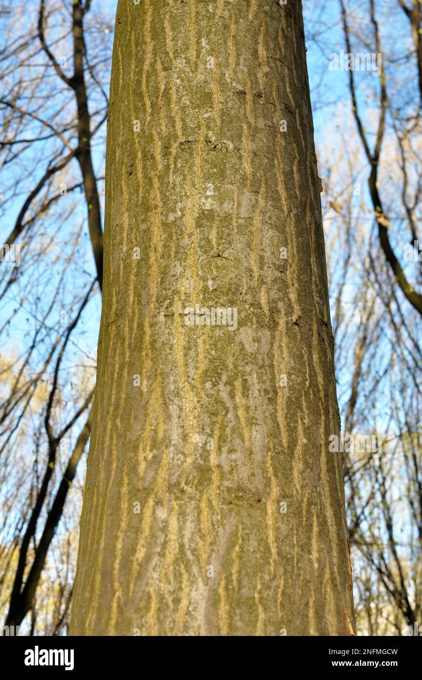 Hornbeam trees solid wood grow in the forest Stock Photo Alamy