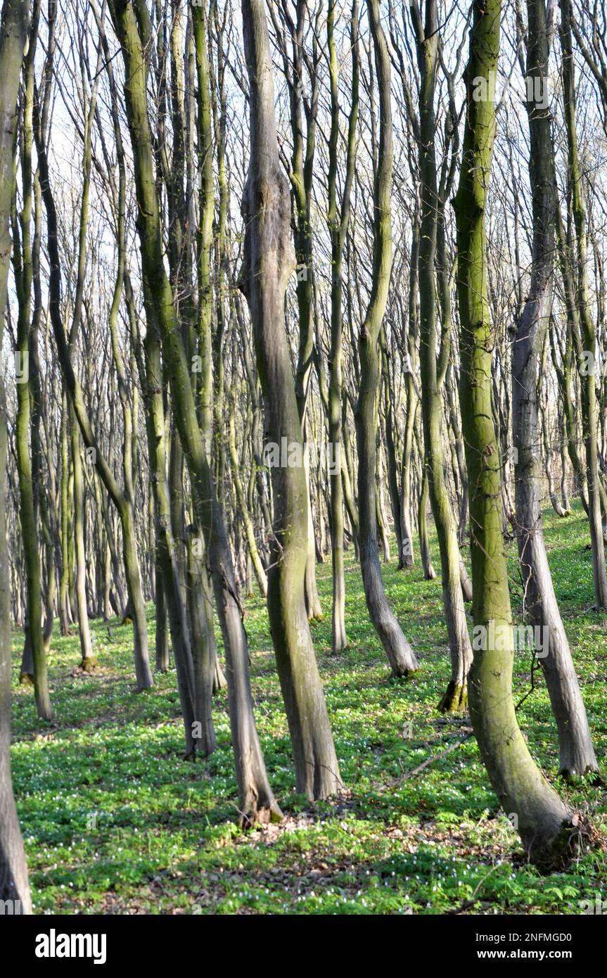 Hornbeam trees solid wood grow in the forest Stock Photo Alamy