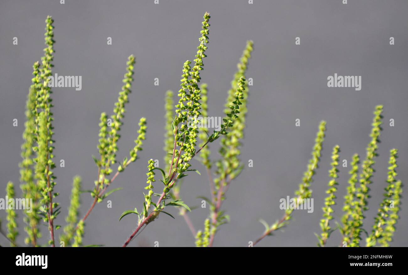 In summer, ragweed (Ambrosia artemisiifolia) grows in the wild Stock ...