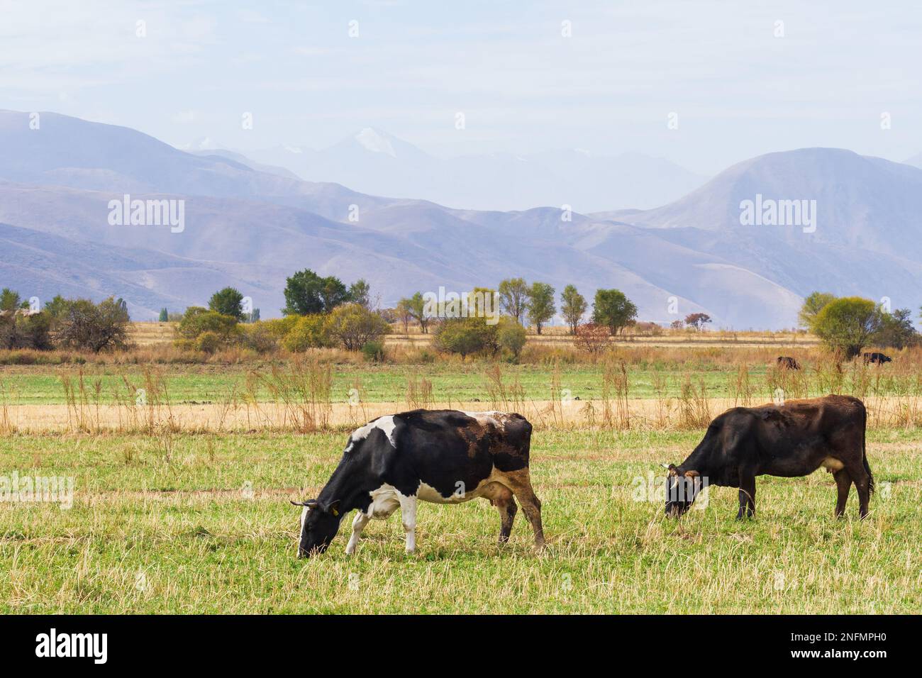 Cows are in a pasture against the backdrop of mountains, Kyrgyzstan ...