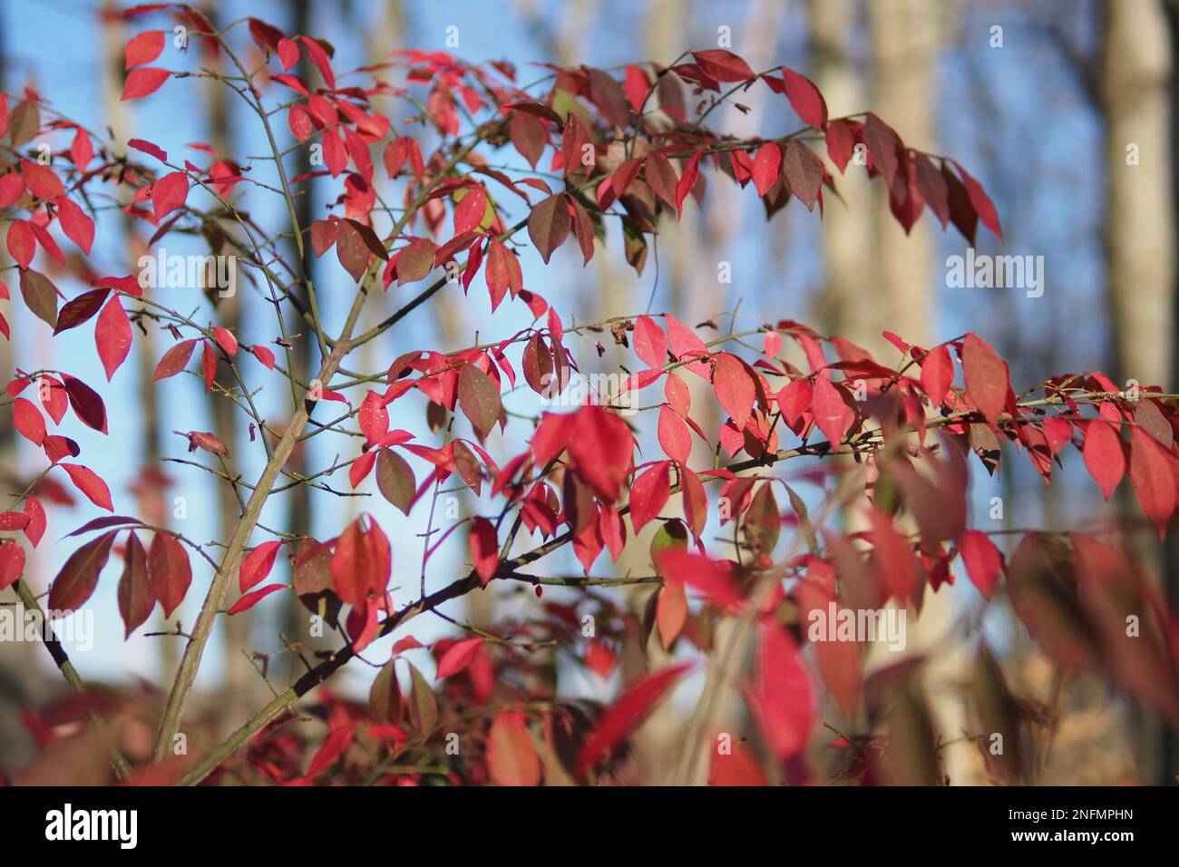 A closeup of Euonymus alatus, known variously as winged spindle, burning bush. Stock Photo