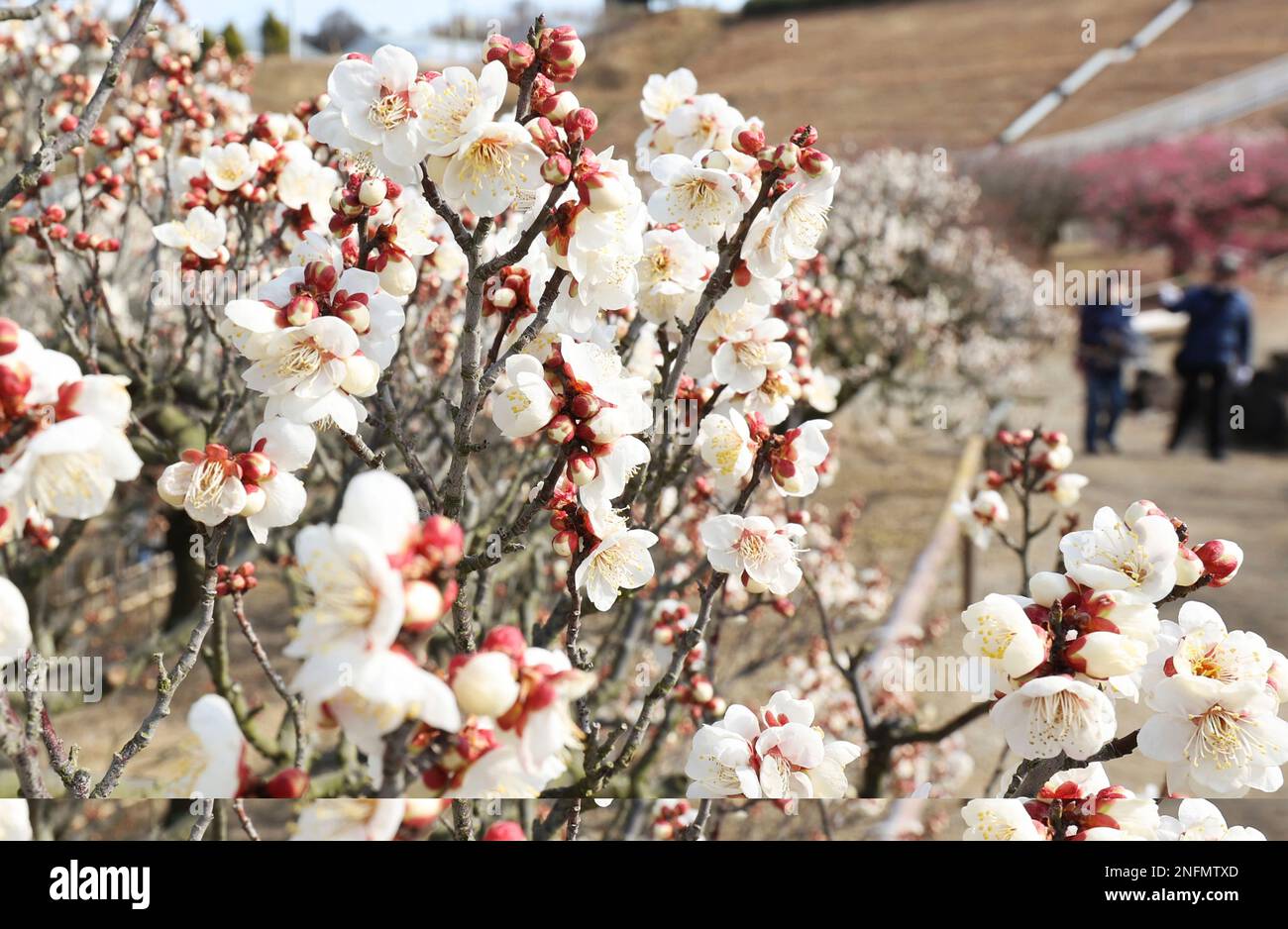 Japanese plum blossoms are seen in full bloom at Kagawa Prefectural