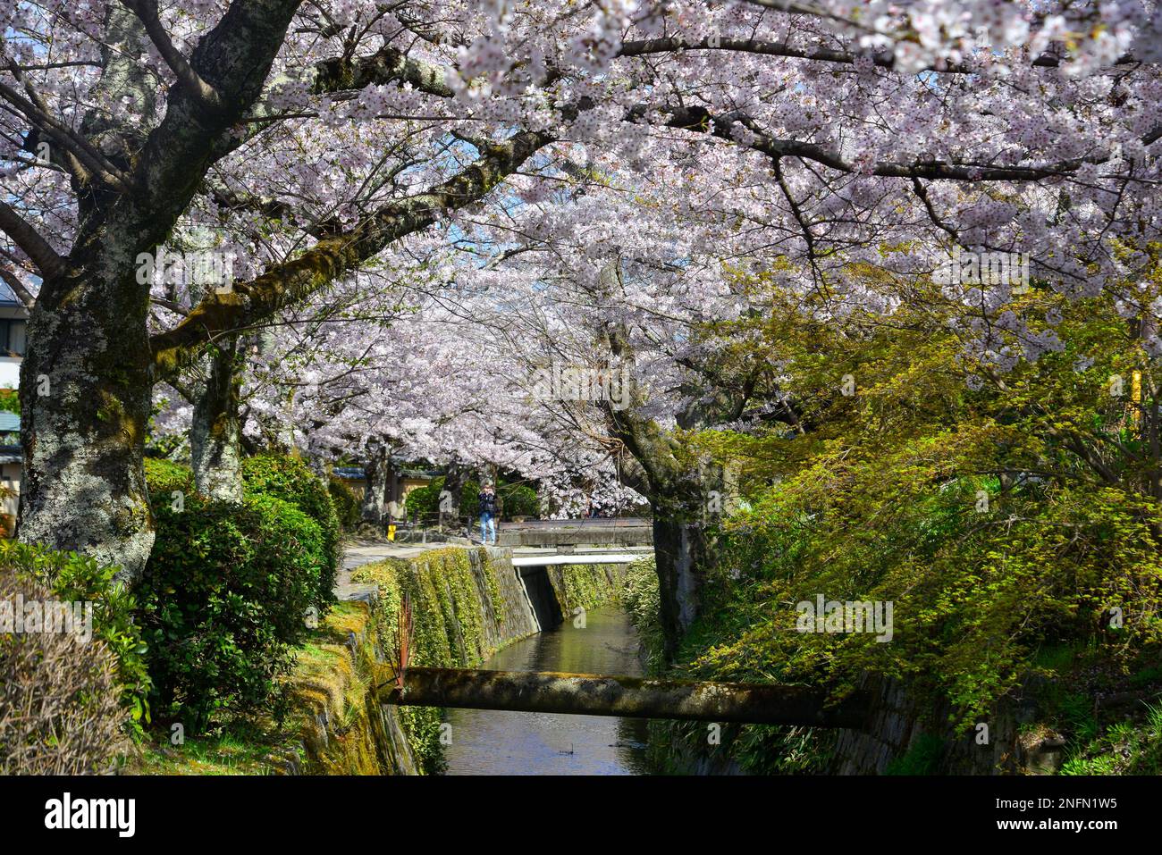 Cherry blossom landscape in Kyoto, Japan. Annual cherry blossom viewing