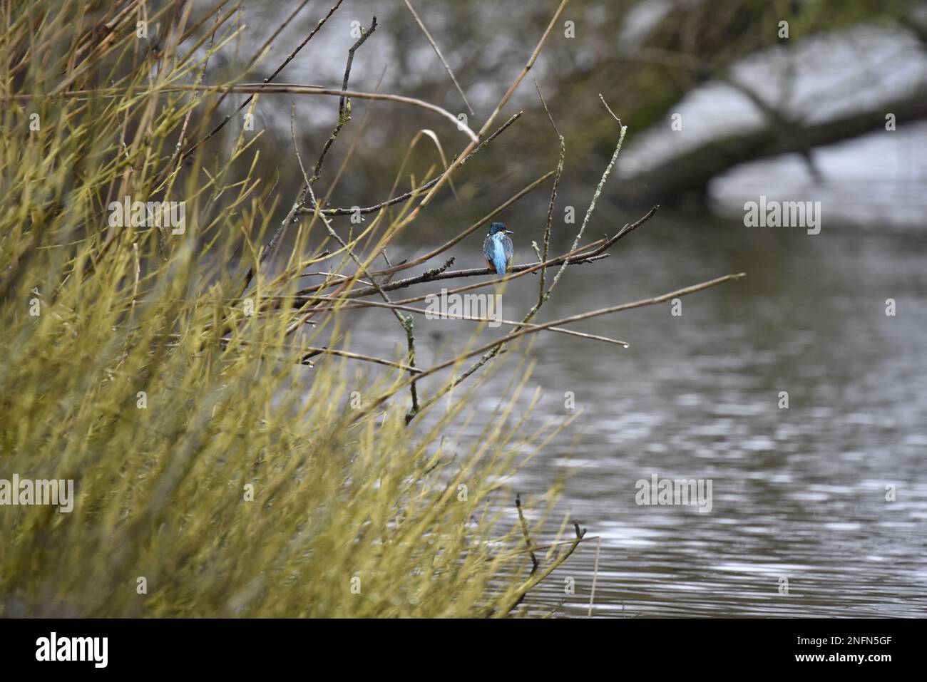 Distant Back View of Male Common Kingfisher (Alcedo atthis) Perched on Branch Sticking Out From Left Over Lake, with Head Turned to Right in the UK Stock Photo