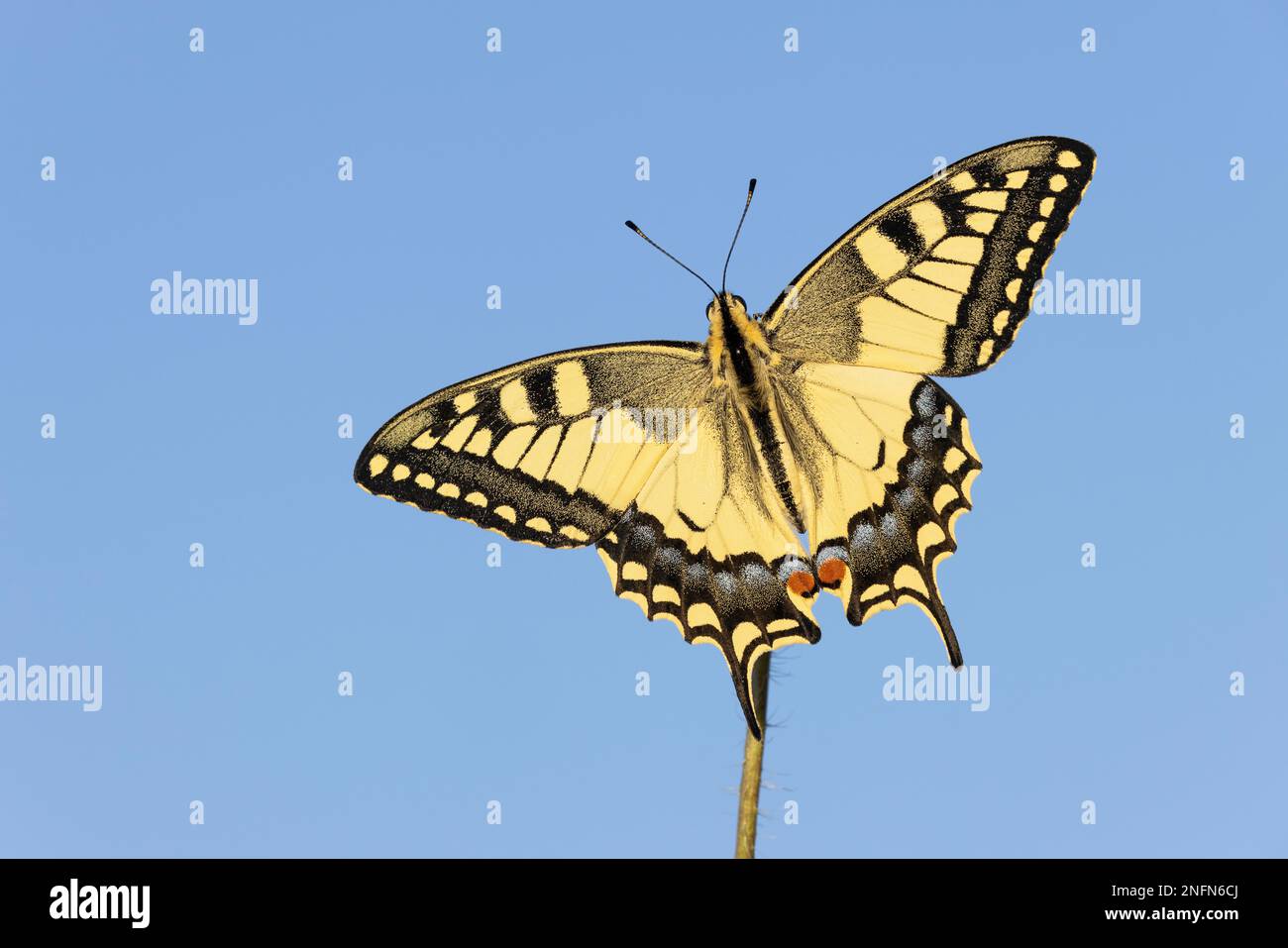 Swallowtail (Papilio machaon) in wildflower meadow, Bratsigovo, Bulgaria Stock Photo