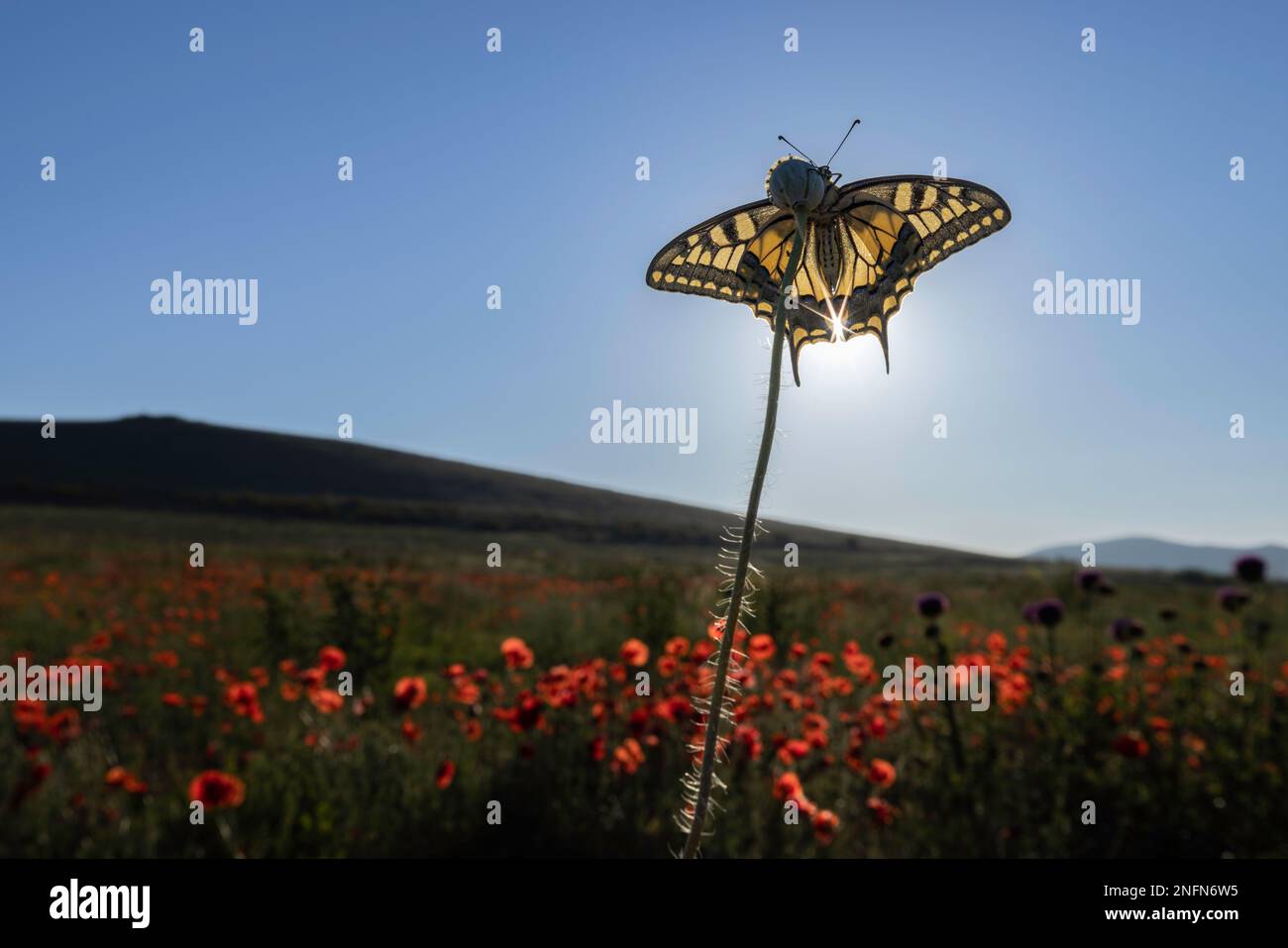 Swallowtail (Papilio machaon) in wildflower meadow, Bratsigovo, Bulgaria Stock Photo
