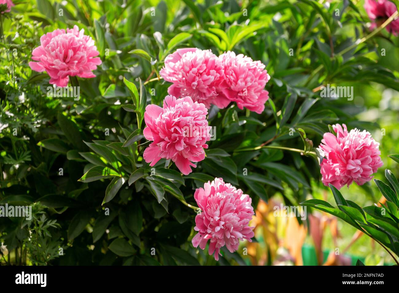 Beautiful bush of pink peonies in the garden Stock Photo - Alamy