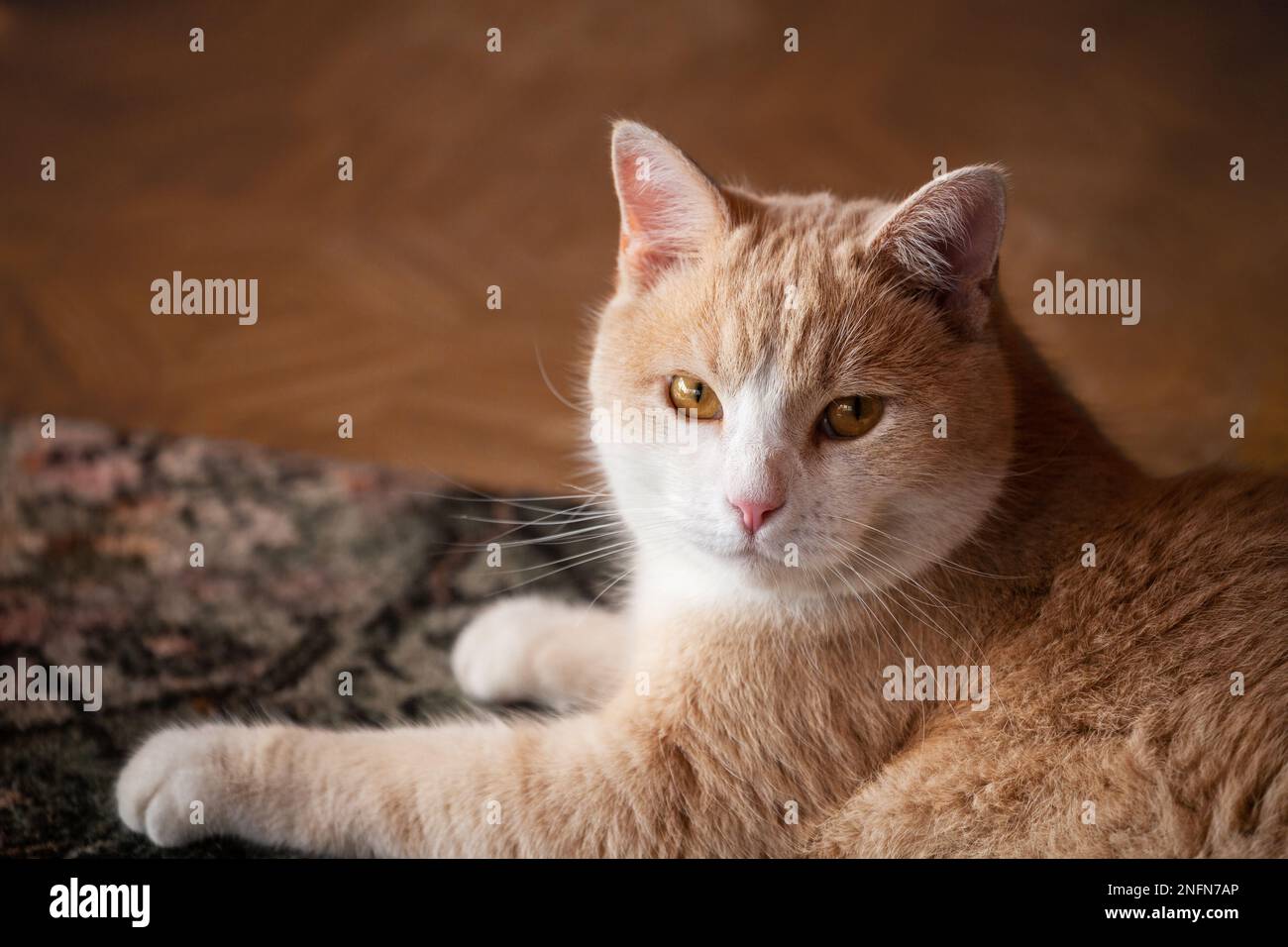 Well-fed healthy domestic red cat lies on a carpet and looks at the ...