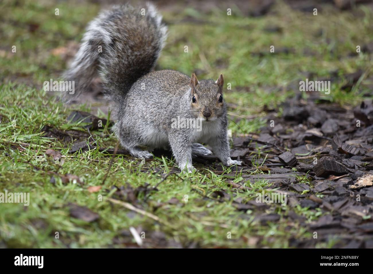 Frame Filling Image of a Grey Squirrel (Sciurus carolinensis) Facing Camera on Grass and Leaf Litter Ground, Tail Up, taken in the UK in January Stock Photo