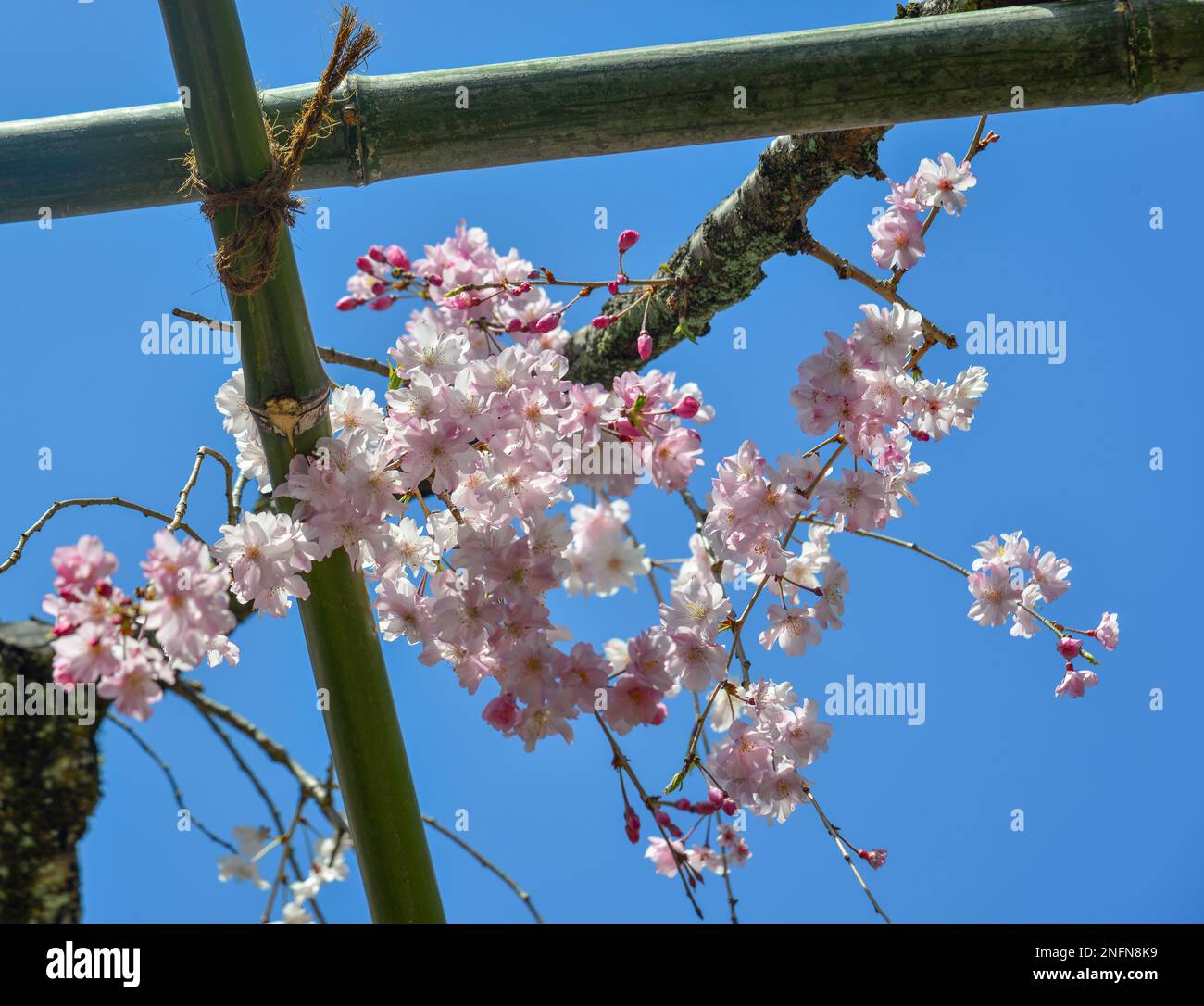 Weeping cherry blossom in Kyoto, Japan. Annual cherry blossom viewing
