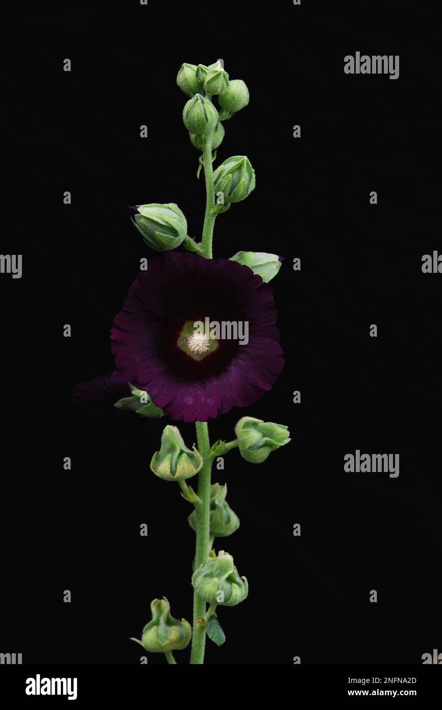 A verticals shot of a blacknight hollyhock flower against a dark background Stock Photo