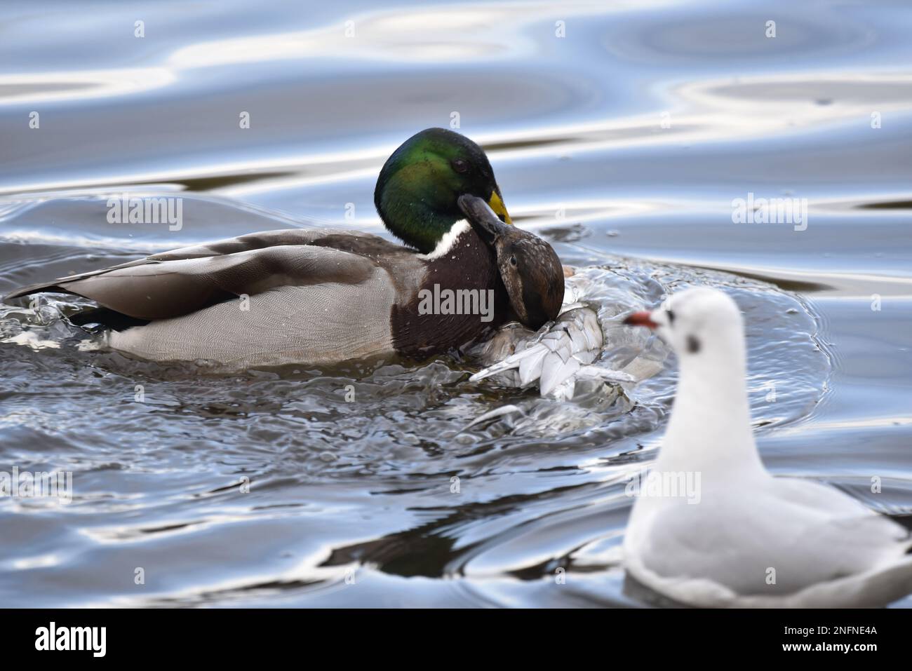 Mating Behaviour Between Drake Mallard and Northern Pintail x Gadwall Hybrid Duck with Black-headed Gull Onlooking on Blue Soft Wavy Lake Water in UK Stock Photo